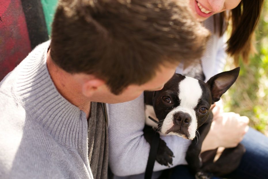 a boston terrier joins an engagement session